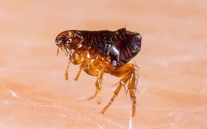 Flea Control