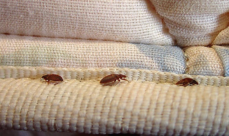 Bed bug