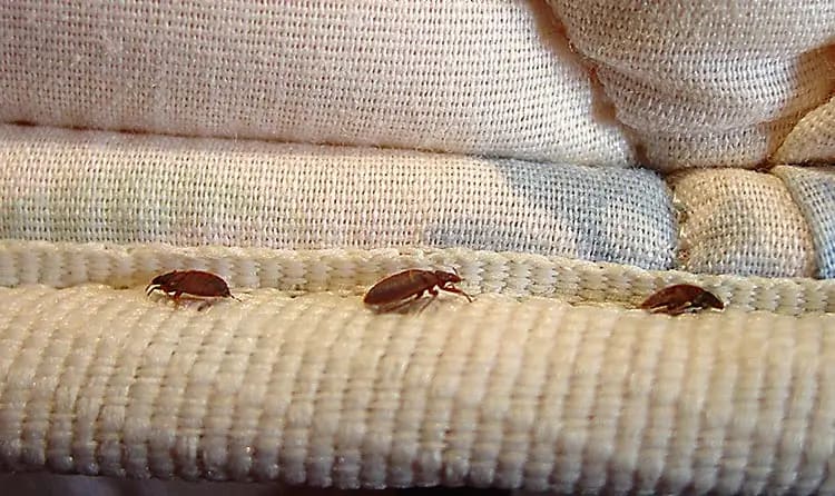 Bed bug