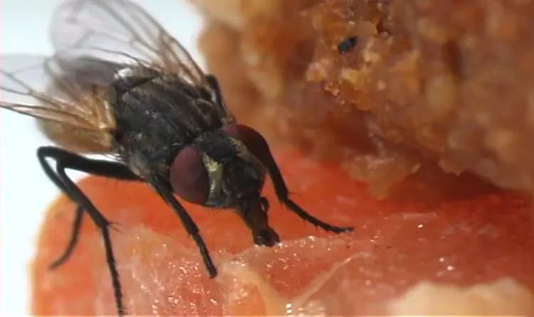 fly control solutions