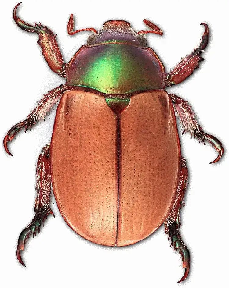 Hilux-Christmas-Beetle