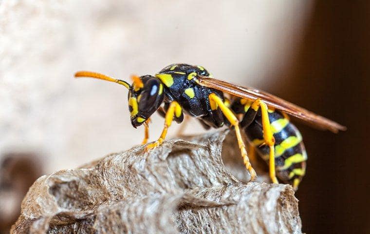 wasp control