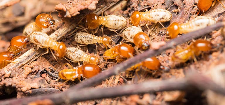 termites control