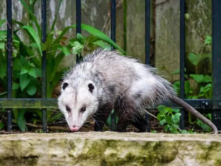 Pest Control Sydenham