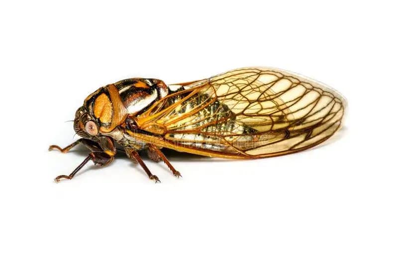 bush-fly-control-melbourne