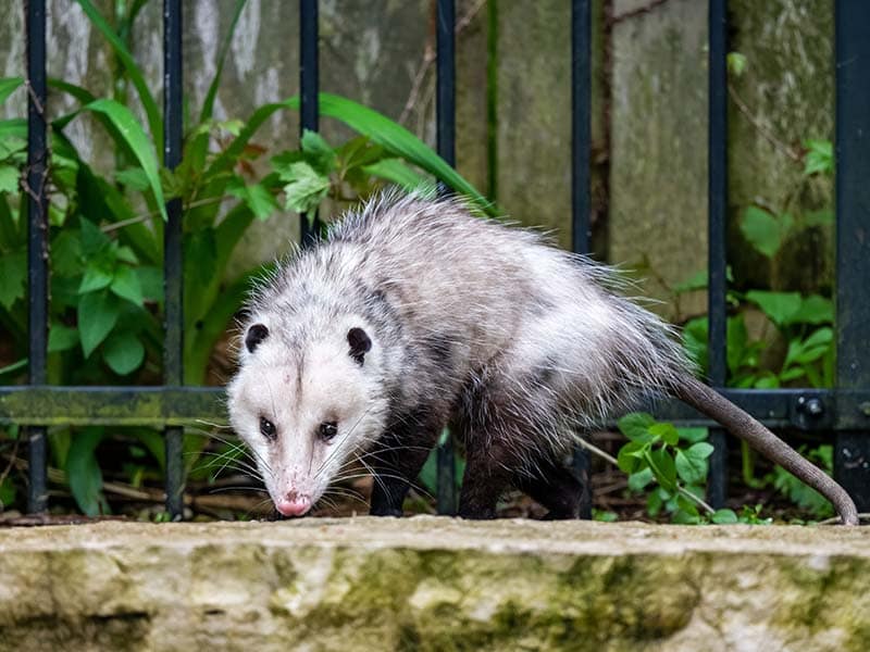 possum control Melbourne