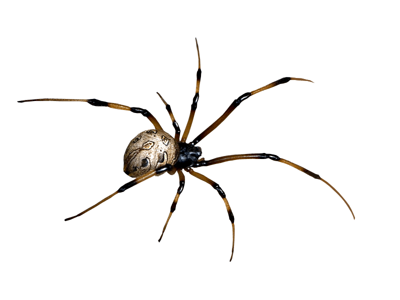 Spider Control