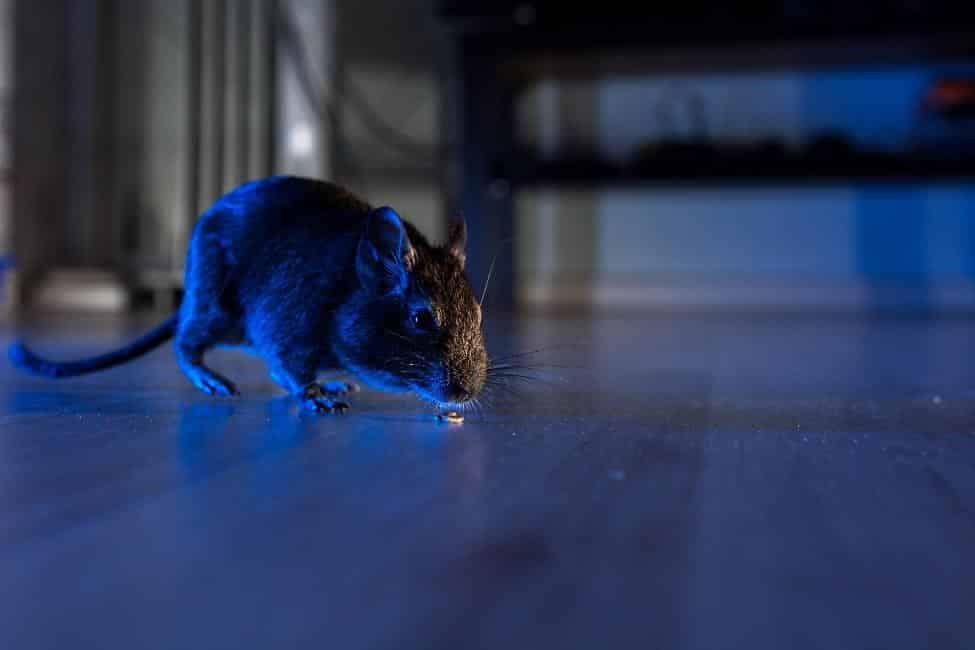 rat rodent control