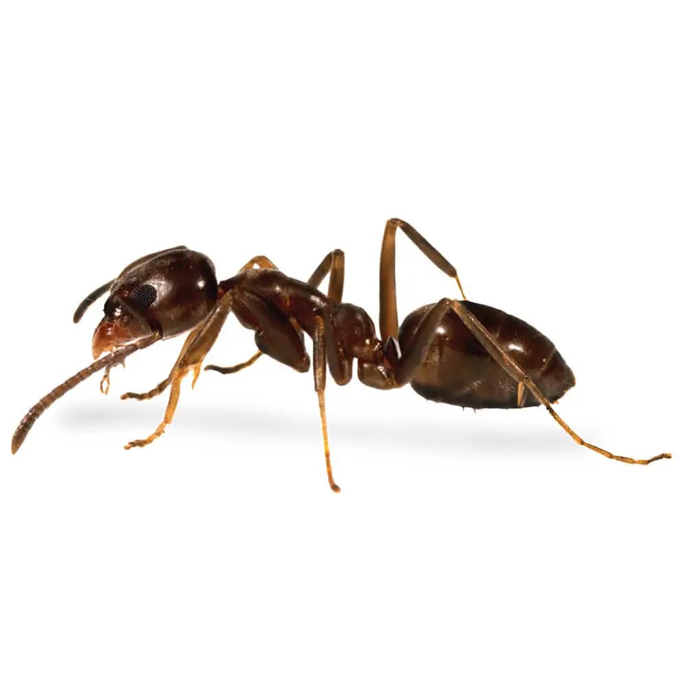 Argentine Ant