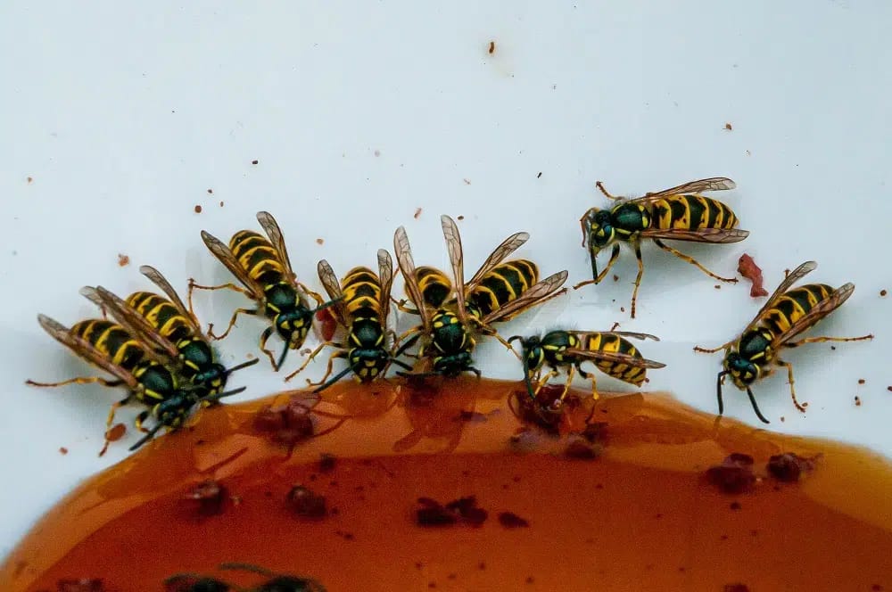 Wasp Control Melbourne - Wasps Nest Removal Melbourne