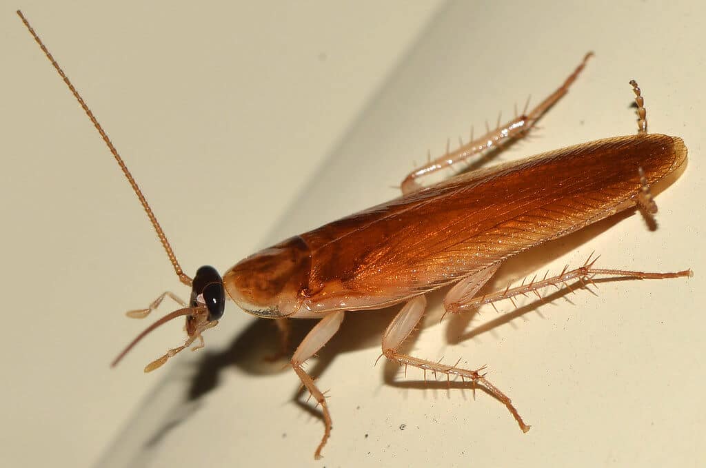Cockroaches Facts: 7 Interesting Facts About Roaches – Hilux Pest Control