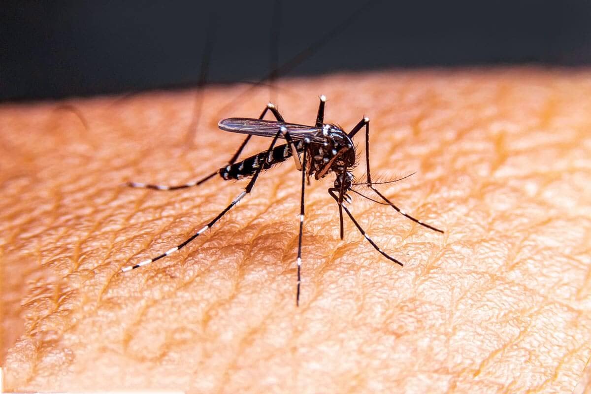 Pest Control Reservoir