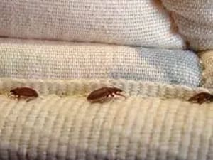 bed-bugs-treatment-melbourne
