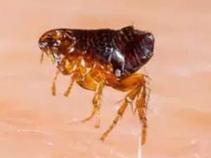 Flea-Pest-control