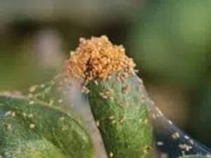 Mites-Control-Melbourne