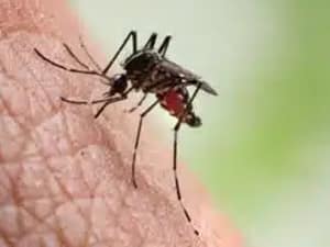 mosquito-control-melbourne