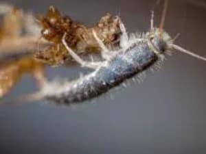 name:Silverfish-Control-Melbourne