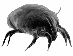 rodent-mite-control-melbourne