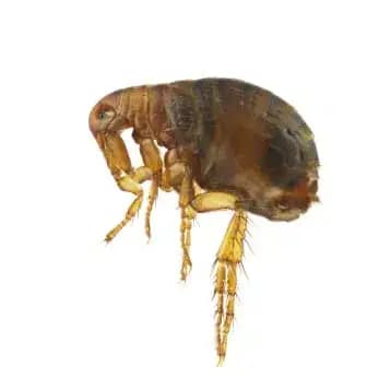 cat-flea-control-melbourne