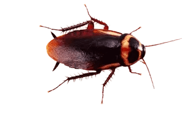 australian-cockroach-removal