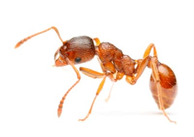 Ant pest