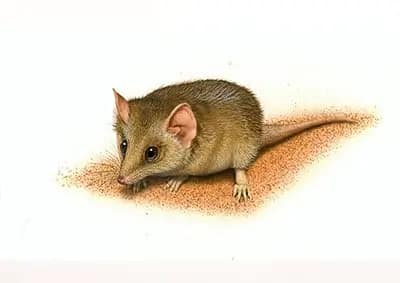 Brown rats