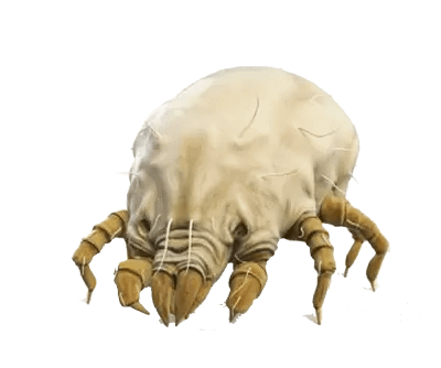 Dust mites