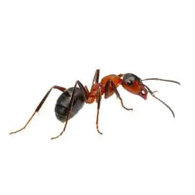 brown ant