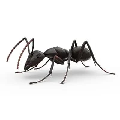 black ant
