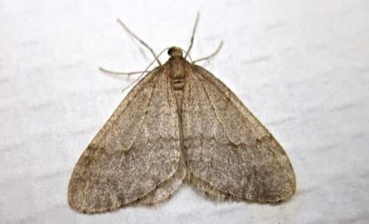 moth control melbourne