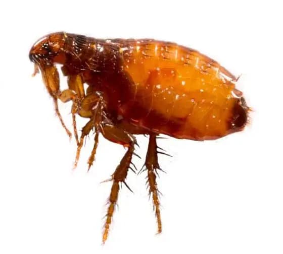 human-flea-control-melbourne