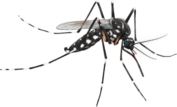 Hilux Aedes Pest Control Melbourne