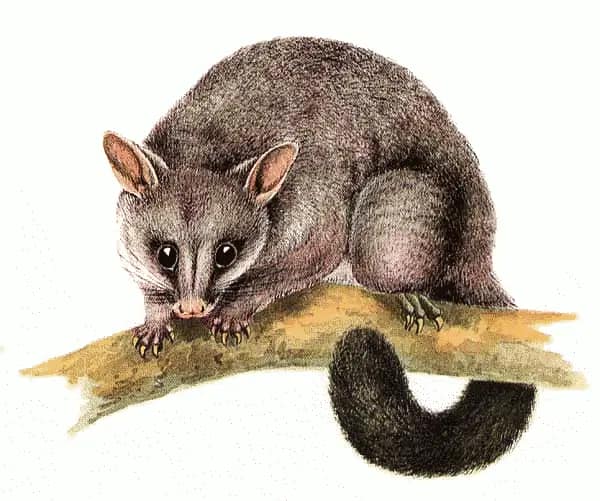 Common Brushtail