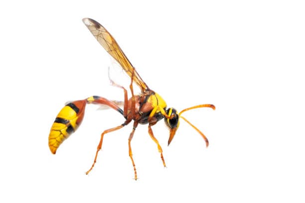 back mud-wasp
