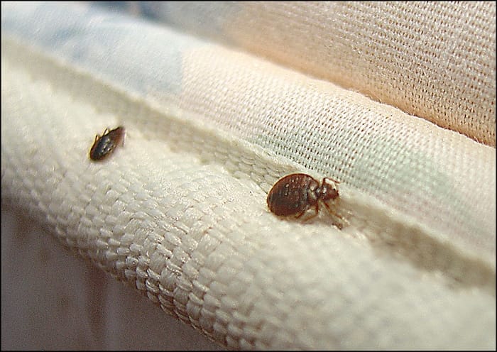 Bed Bug bedsheet