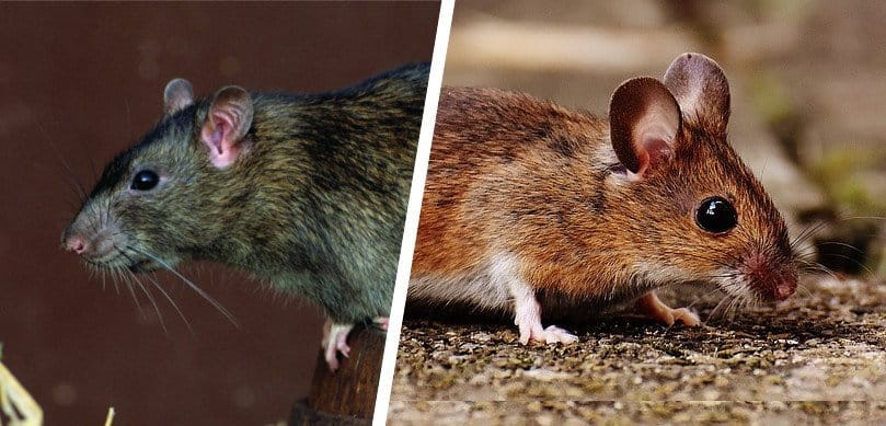 5 Difference Between Rats and Mice – Hilux Pest Control