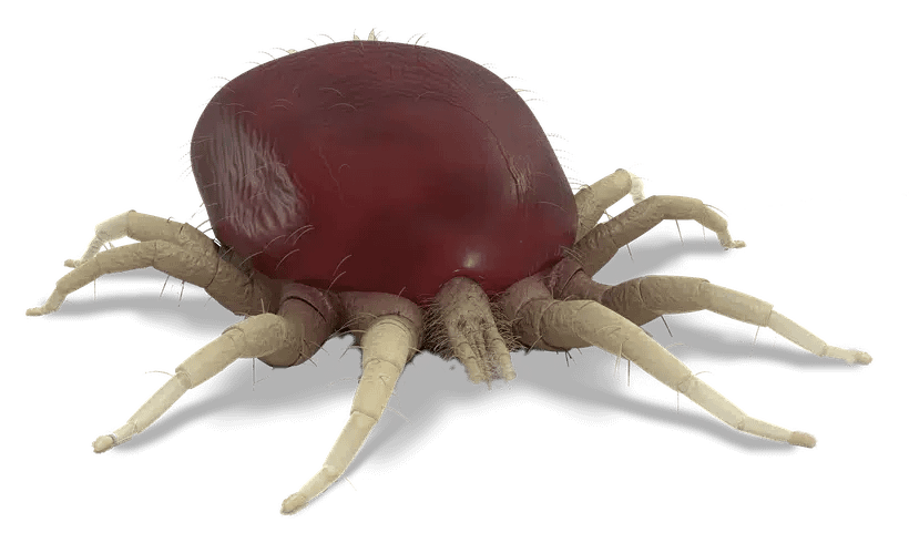 scub-mite-control-melbourne