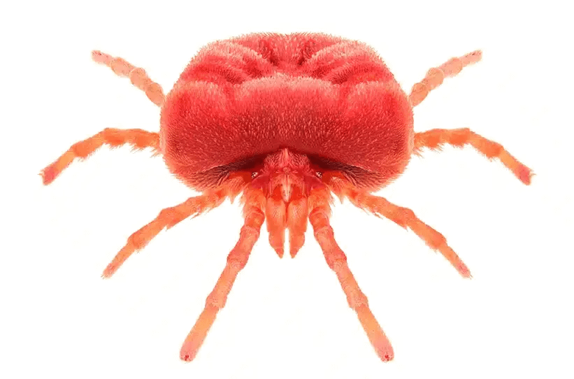 Hilux-Mites-species-Chigger-mite